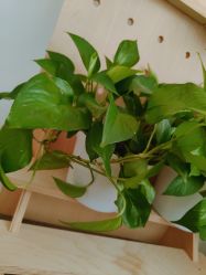 -姜美堂·蒸姜除湿の纤体美颜馆