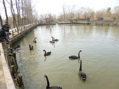 -溱湖国家湿地公园