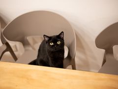 -有喵·猫咖·狗咖·30几只猫10只小狗(岗厦店)