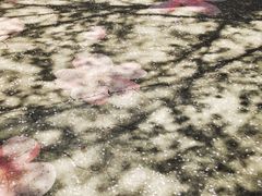 -高东镇樱花园