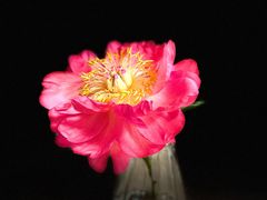 -双季花艺园艺市场(浦东店)