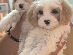 -翊宠yipet猫狗购宠庄园犬舍•猫舍