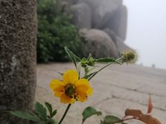-崂山巨峰游览区
