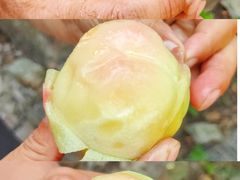 -老袁家蜜桃农场·阳山水蜜桃