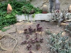 -南山植物园