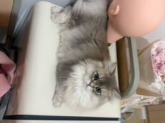 -半岛宠物医院24小时·内窥镜·牙科·碎石中心(府城大道店)