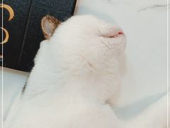 -喵园·猫主题咖啡厅·撸猫·猫咖(国贸店)