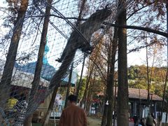 -云碧峰国家森林公园