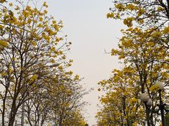 -洲头咀公园