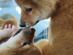 -柴犬高等学院·狗咖·柴犬售卖·宠物训练