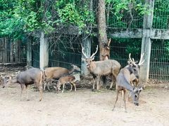 -清迈夜间动物园