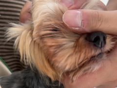 -佳雯宠物医院·皮肤科·内外科(春晓路分院)