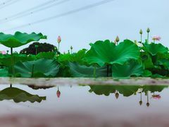-梁鸿国家湿地公园