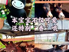 -元鼎宝驴香·全驴宴(江宁店)