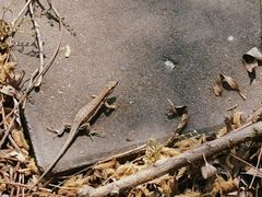 -雾灵西峰