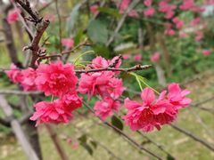 -中国科学院华南植物园