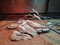 -帕帕拉兹宠物(亚洲旗舰店)