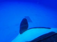 -上海海昌海洋公园