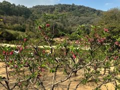 -南国桃园旅游度假区