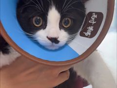 -瑞派福兴宠物医院犬猫全科·骨科·中西医结合(河东店)