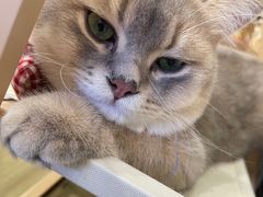 -逗柴咖啡屋·狗咖猫咖宠物桌游
