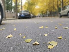 -三里屯东五街银杏大道