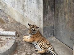 -五龙山野生动物王国