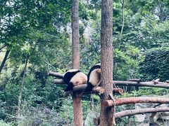 -成都大熊猫繁育研究基地