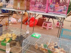 -中环花鸟鱼虫市场