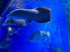 -顺德南宏海立方海洋公园