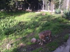 -西安秦岭野生动物园