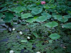 -万源龙顺度假庄园生态观光园