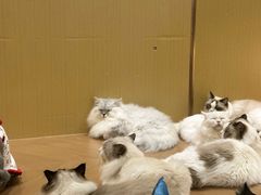 -南京宠物基地·宠物狗宠物猫售卖(南京店)