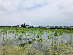 -同銮特种养殖场·龙虾垂钓