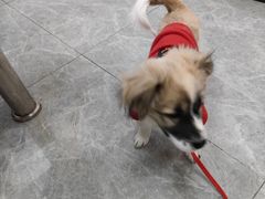 -艾贝尔宠物医院·宠保定点·超声绝育·免疫点(樱花路店)