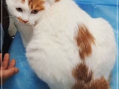 -纳吉亚猫专科动物诊疗中心(蒋宅口分院)