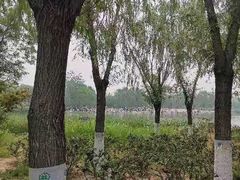 -大兴滨河森林公园