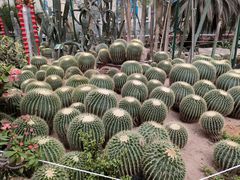 -石家庄市植物园
