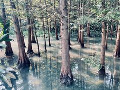 -桤木河湿地公园