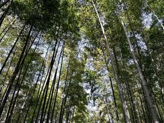 -树山生态村