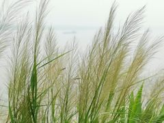 -羚羊峡古栈道森林公园