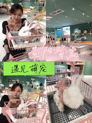 火爆全国的萌宠连锁店来贵阳啦 遇见萌宠(贵阳汇金星力