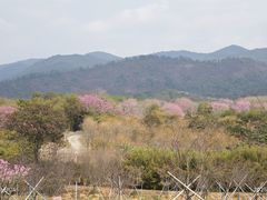 -天适樱花悠乐园