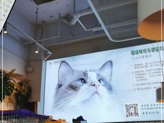-喵喵咪呀布偶猫咖(春熙路店)