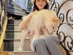 -喜柴咖啡·柴犬狗咖