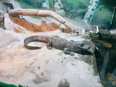 -上海大自然野生昆虫馆(东方明珠·爬宠昆虫探索中心)