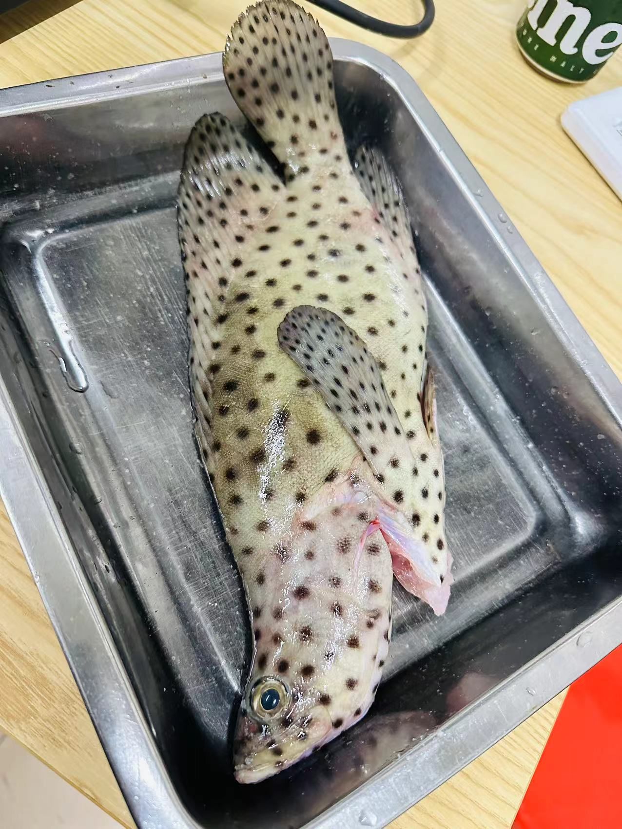 今天出海75钓到个野生75鳘鱼