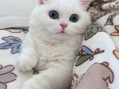 -欣宠猫屋·矮脚拿破仑·蓝金金渐层