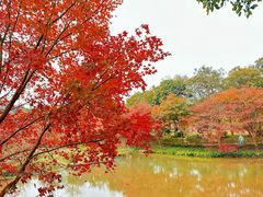 -田野绿世界