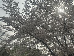 -上海瑞金洲际酒店